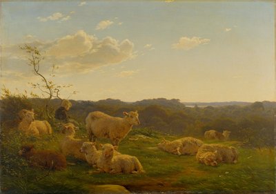 Moutons sur une colline près de Skarridsø. - Carlo Dalgas